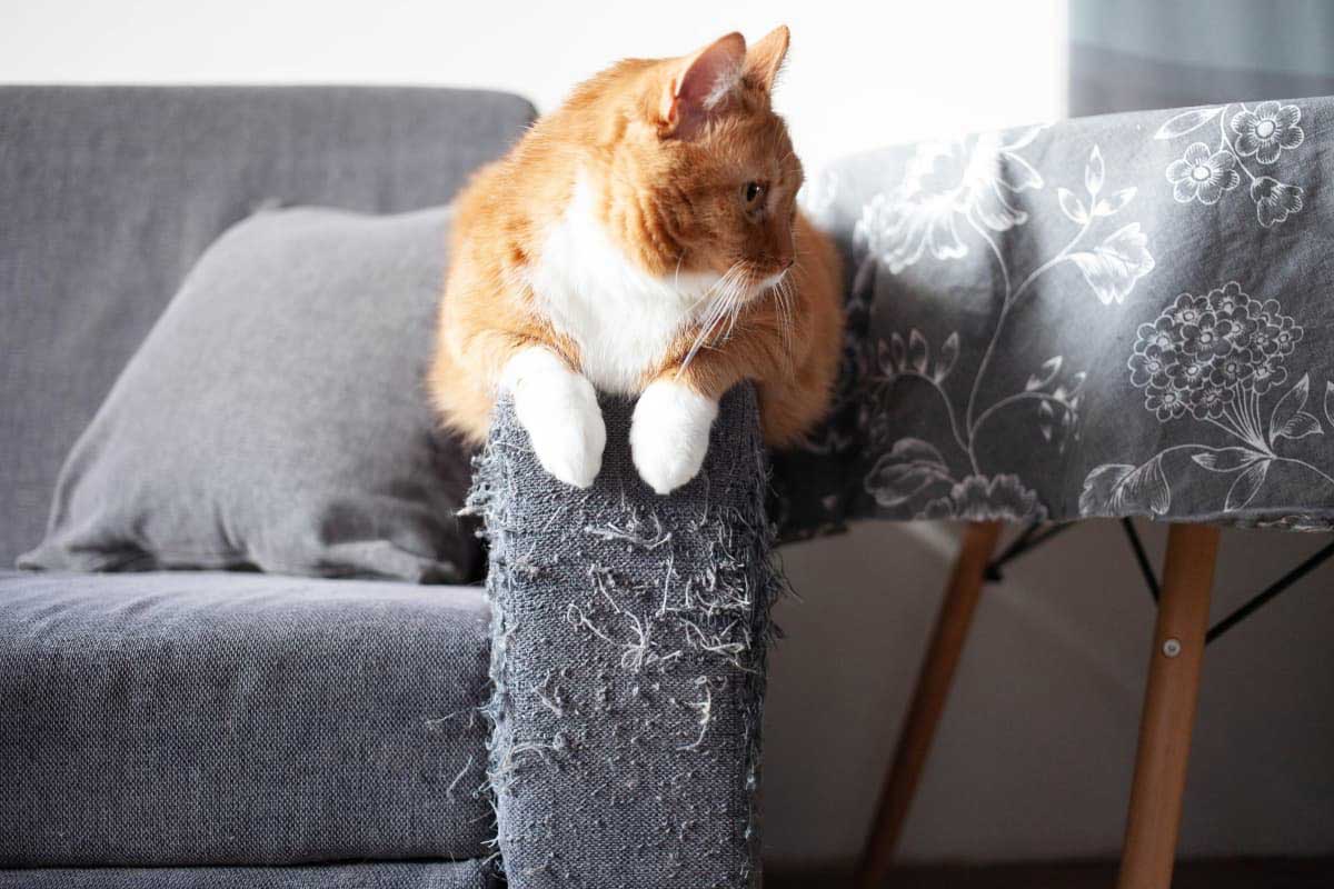 Чем обшить диван от кошачьих когтей